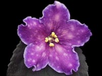 (image for) Stargate