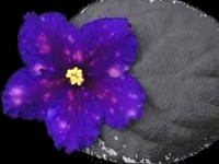 (image for) Startrick