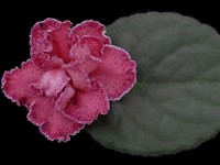 (image for) Strawberry Fields