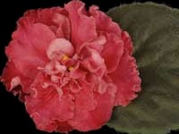 (image for) Strawberry Kiss