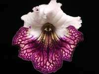 (image for) Streptocarpus - AS-Guenevere