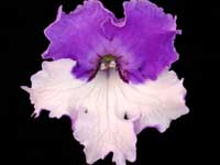 (image for) Streptocarpus - Arctic Twilight