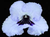 (image for) Streptocarpus - Blue Mars