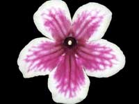 (image for) Streptocarpus - Bristol's Boomerang