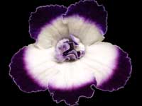 (image for) Streptocarpus - Bristol's Mascara