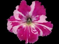 (image for) Streptocarpus - Bristol's Spectacular