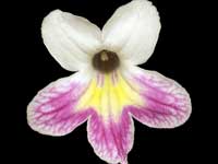 (image for) Streptocarpus - Bristol's Turkey Tracks