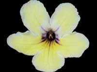 (image for) Streptocarpus - Bristol's Zesty Lemon