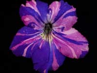 (image for) Streptocarpus - Byzantine Mosaic