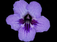 (image for) Streptocarpus - Canterbury Surprise