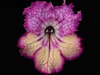 (image for) Streptocarpus - Cherry Flambe