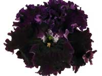 (image for) Streptocarpus - DEM-Chernyi Lebed