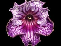 (image for) Streptocarpus - DEM-Tsygonsky Baron