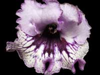 (image for) Streptocarpus - DS-1449
