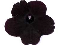 (image for) Streptocarpus - DS-Black Magic