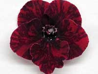 (image for) Streptocarpus - DS-Flamenco