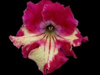 (image for) Streptocarpus - DS-Kalahari