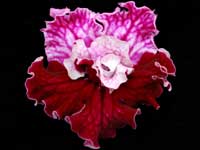 (image for) Streptocarpus - DS-Lena