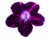 (image for) Streptocarpus - DS-Little Plushy Arctic Fox