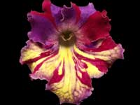 (image for) Streptocarpus - DS-Little Parrot