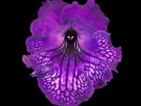 (image for) Streptocarpus - DS-Midnight Poison