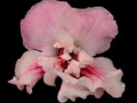 (image for) Streptocarpus - DS-Sultan