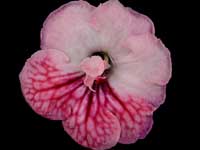 (image for) Streptocarpus - DS-Temptation