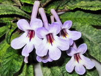 (image for) Streptocarpus - Dale's Polar Icicles