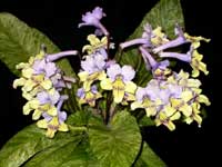 (image for) Streptocarpus - Dale's Polar Canary