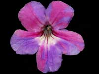 (image for) Streptocarpus - Daybreak