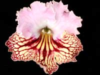 (image for) Streptocarpus - Drako