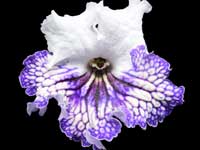 (image for) Streptocarpus - Eva