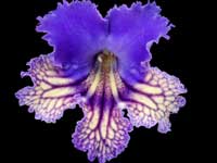 (image for) Streptocarpus - Exotica