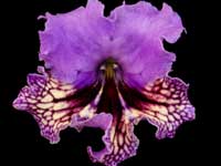 (image for) Streptocarpus - Geronimo