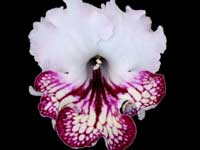 (image for) Streptocarpus - Gina