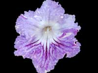 (image for) Streptocarpus - HP