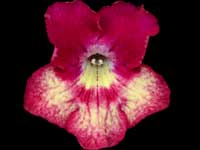 (image for) Streptocarpus - Harlequin Dawn
