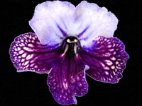(image for) Streptocarpus - Harlequin Lace