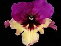 (image for) Streptocarpus - Harlequin Purple