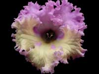 (image for) Streptocarpus - Holka