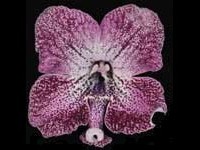 (image for) Streptocarpus - Hototogisu