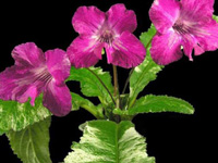 (image for) Streptocarpus - Iced Pink Flamingo