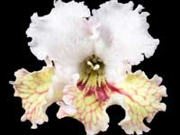 (image for) Streptocarpus - Indi