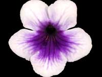 (image for) Streptocarpus - Jaco's Midnight Frost
