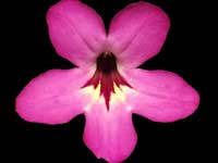 (image for) Streptocarpus - Joker