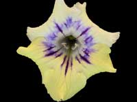 (image for) Streptocarpus - KT-Amber Room