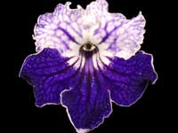(image for) Streptocarpus - KT-Antonio Banderas