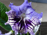 (image for) Streptocarpus - Kahinta