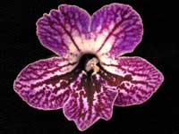 (image for) Streptocarpus - Little Kan