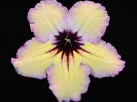 (image for) Streptocarpus - MK-Tropicheskoe Solntse